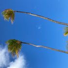 Palmen und Himmel 