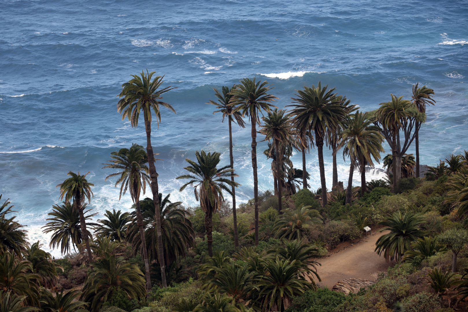 Palmen und Meer