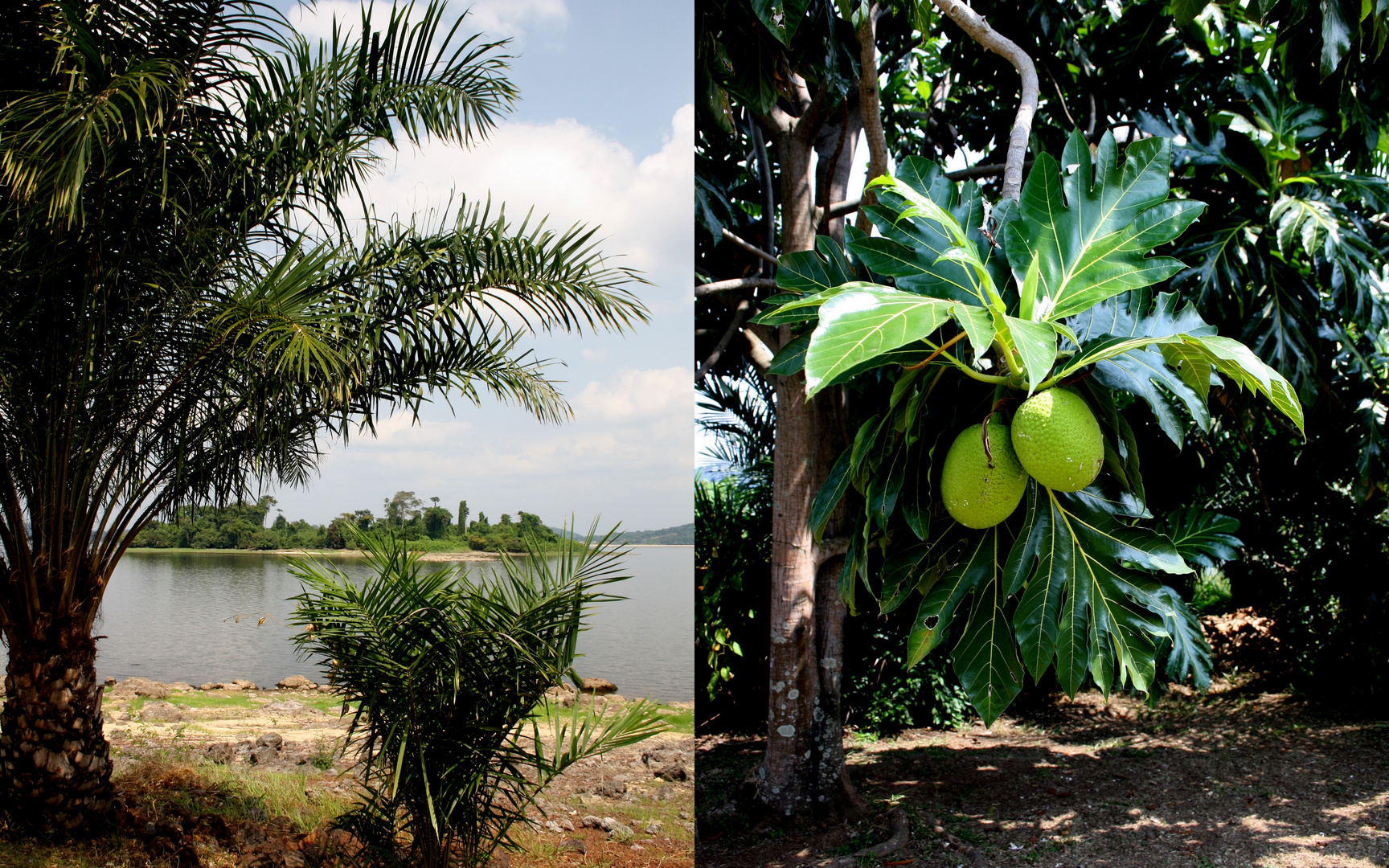 Palmen und Obstbaum auf der Insel