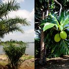 Palmen und Obstbaum auf der Insel
