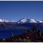 Palmen und schneebedeckte Berge am Lake Wanaka