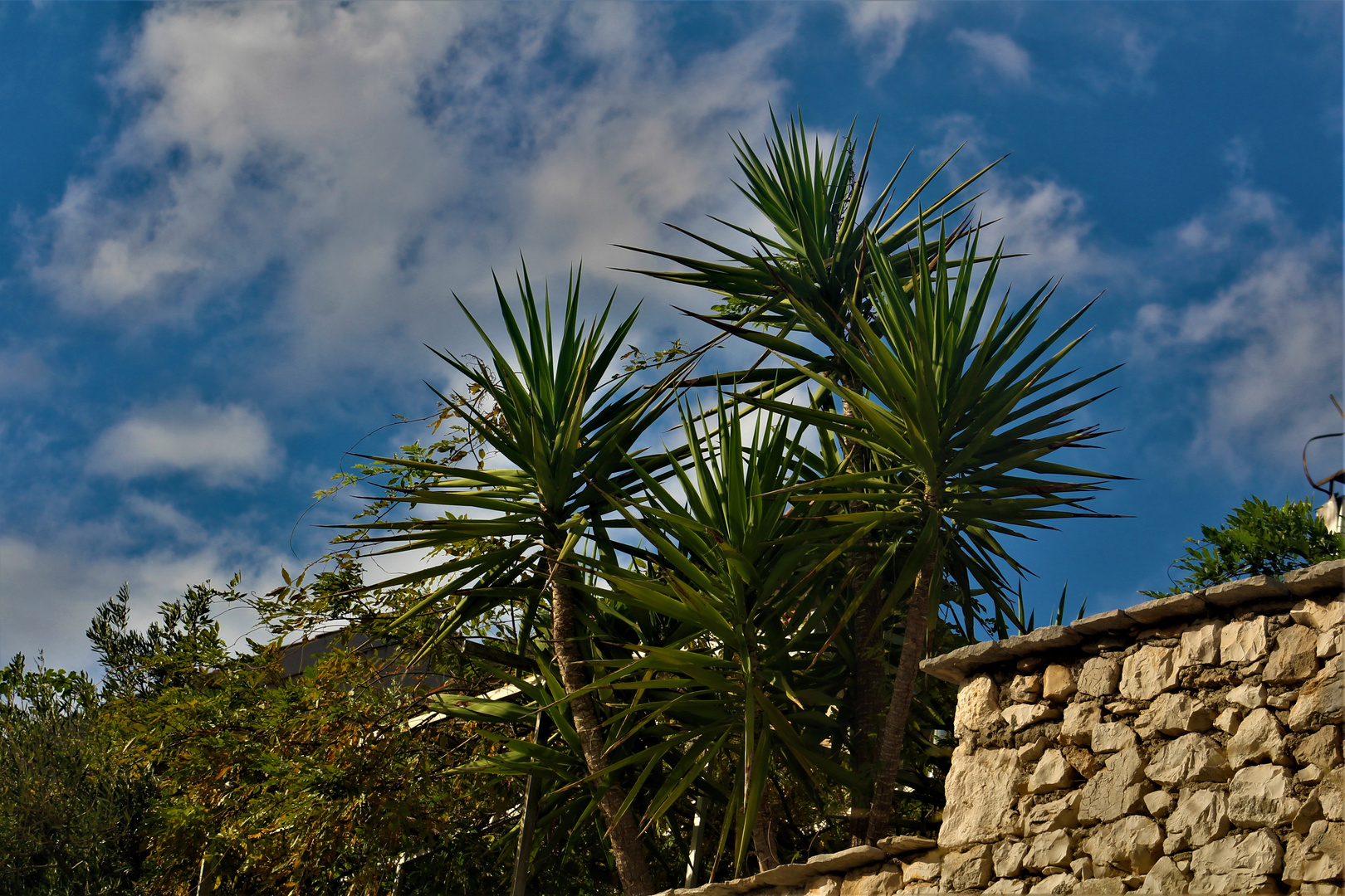 Palmen unter blauem Himmel