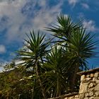 Palmen unter blauem Himmel