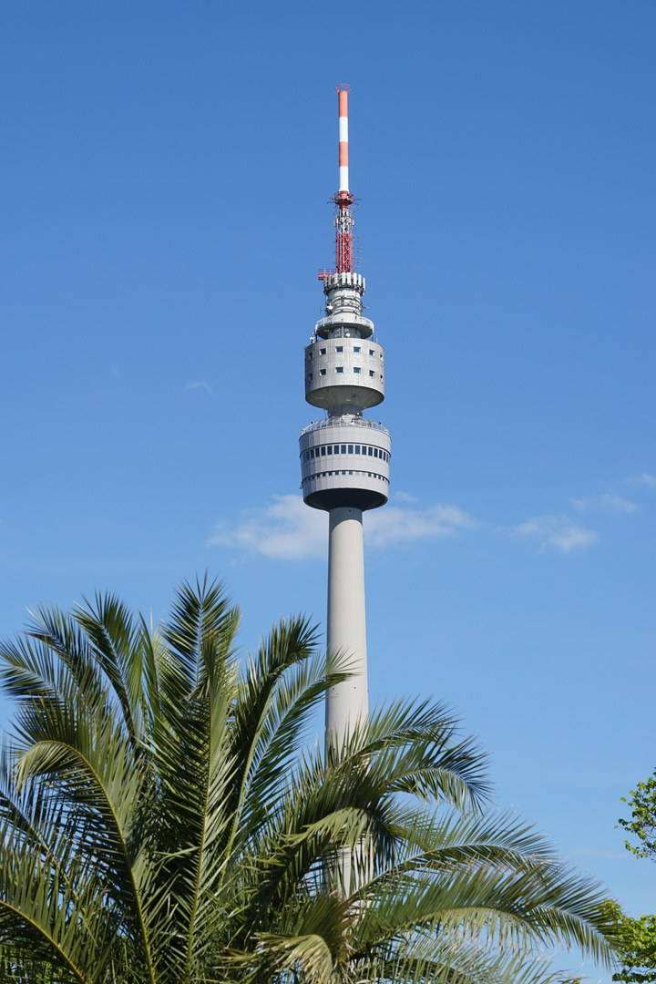 Palmen unter dem Florianturm