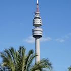 Palmen unter dem Florianturm