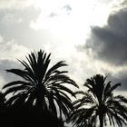 Palmen unterm Wolkenhimmel