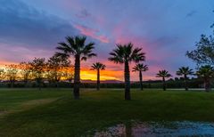 Palmen vor dem Sonnenuntergang