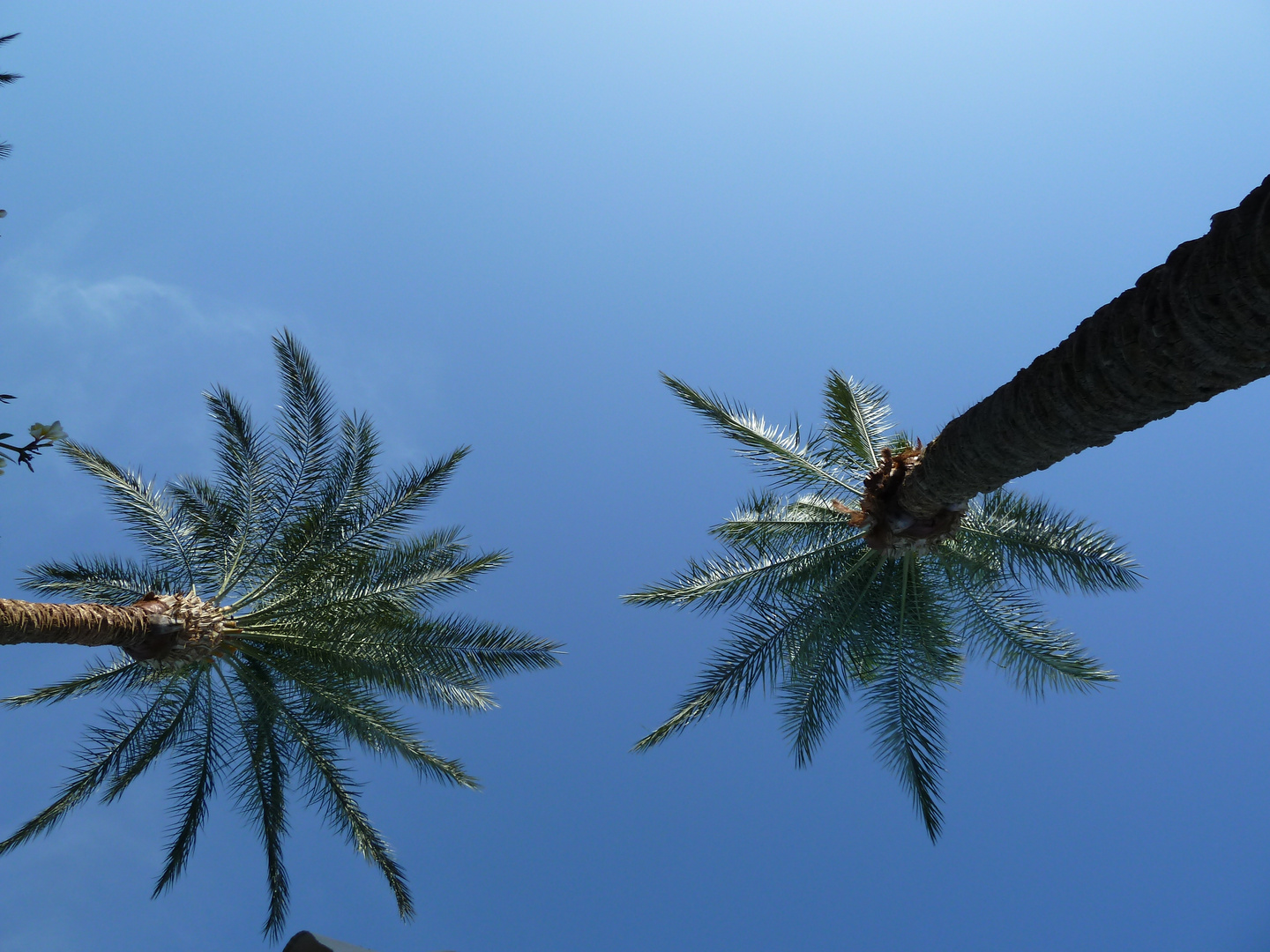 Palmen wachsen ins Blau