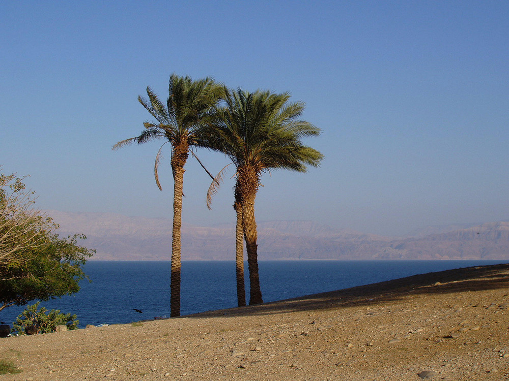 Palmen, Wüste und Meer