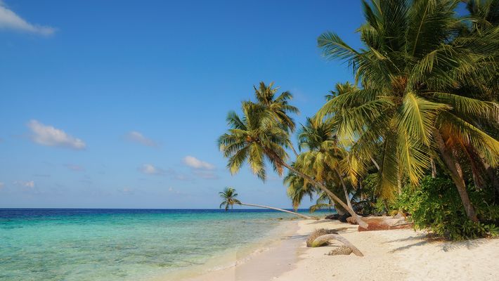 Palmen zum Licht geneigt 