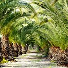 Palmenallee auf Gran Canaria