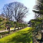 Palmenallee im Frühlingsglanz