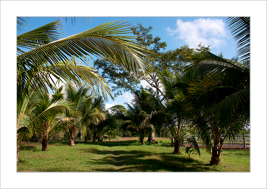 Palmenallee in Belize