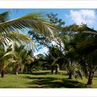 Palmenallee in Belize