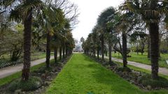 Palmenallee In der Kölner Flora