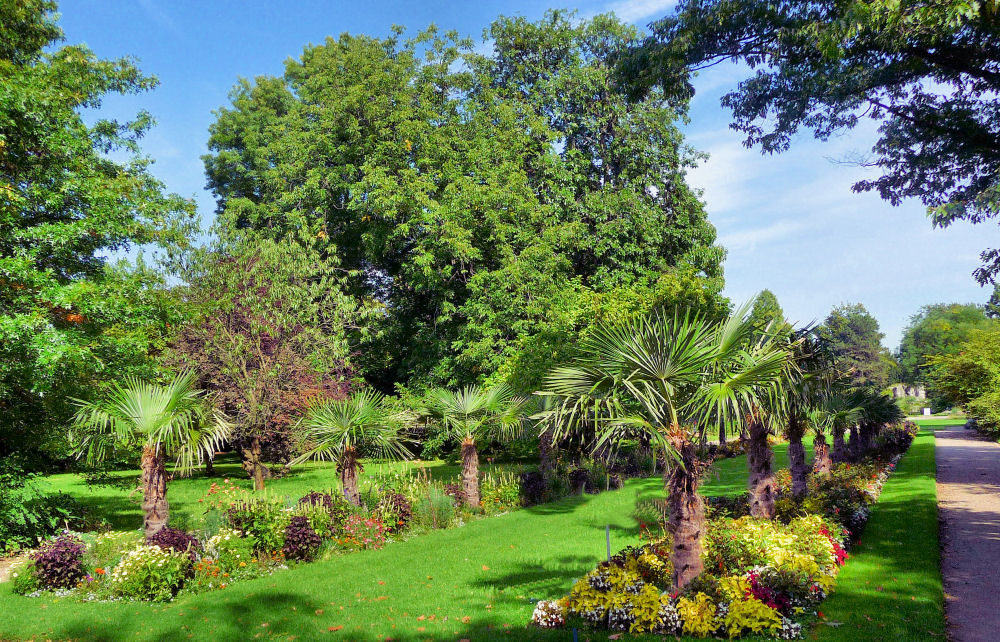 Palmenallee in der Kölner Flora