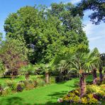 Palmenallee in der Kölner Flora