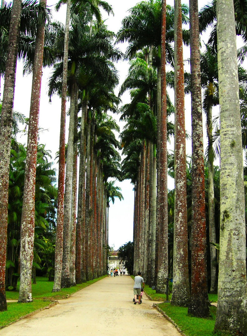 Palmenallee in Rio