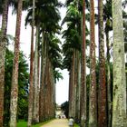 Palmenallee in Rio