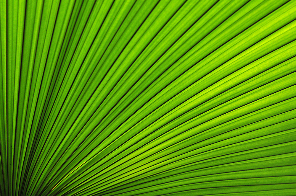Palmenblätter – Grün 03