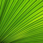 Palmenblätter – Grün 03