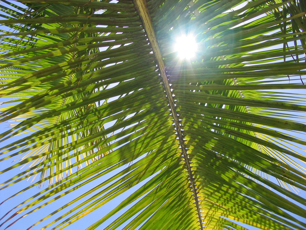 Palmenblätter vor Sonne