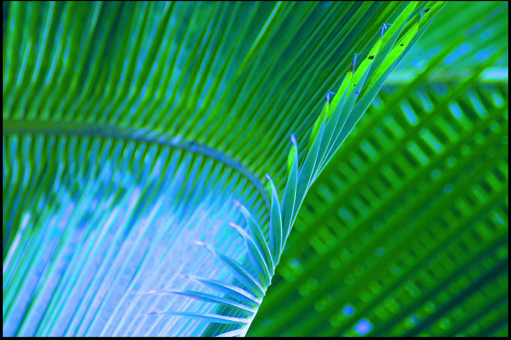 Palmenblätter....2