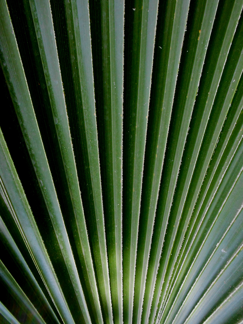 PALMENBLATT  Botanischer Garten Berlin