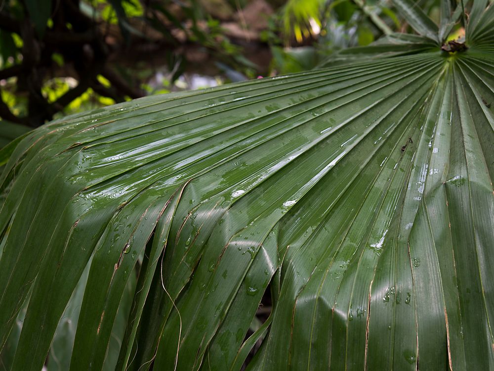 palmenblatt im fluss