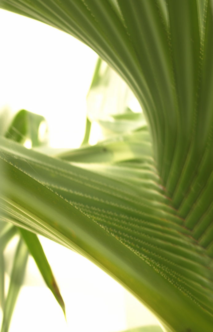 Palmenblatt im Palmengarten