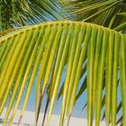 Palmenblatt in Mauritius