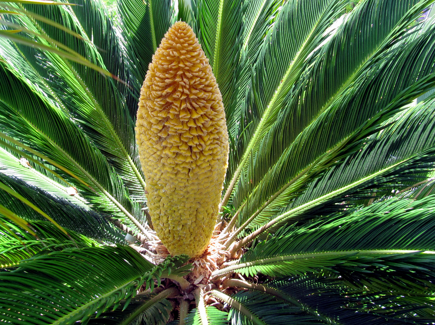 Palmenblute Foto Bild Pflanzen Pilze Flechten Bluten Kleinpflanzen Gartenpflanzen Und Bluten Bilder Auf Fotocommunity
