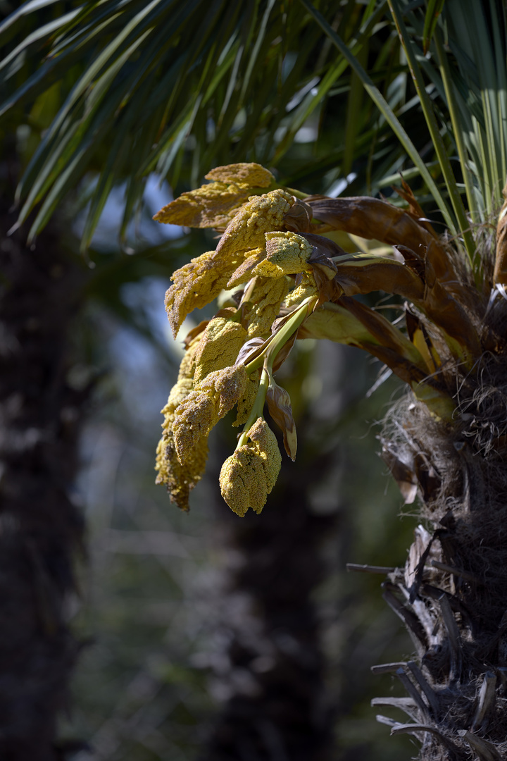 Palmenblüte