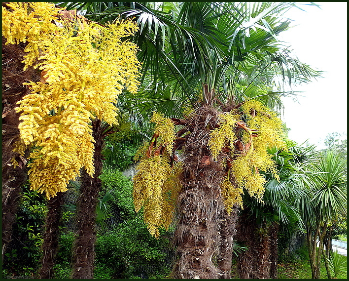 Palmenblüte am Gardasee