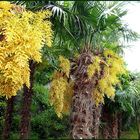 Palmenblüte am Gardasee