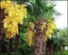 Palmenblüte am Gardasee