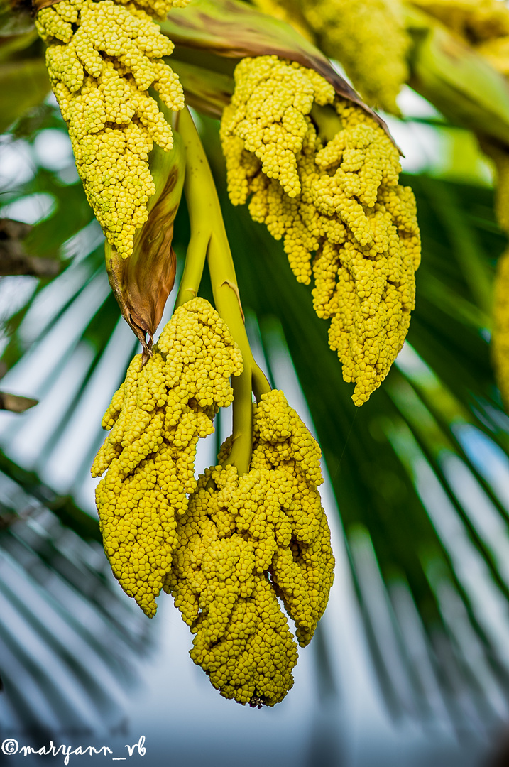 Palmenblüte in vollem Gange