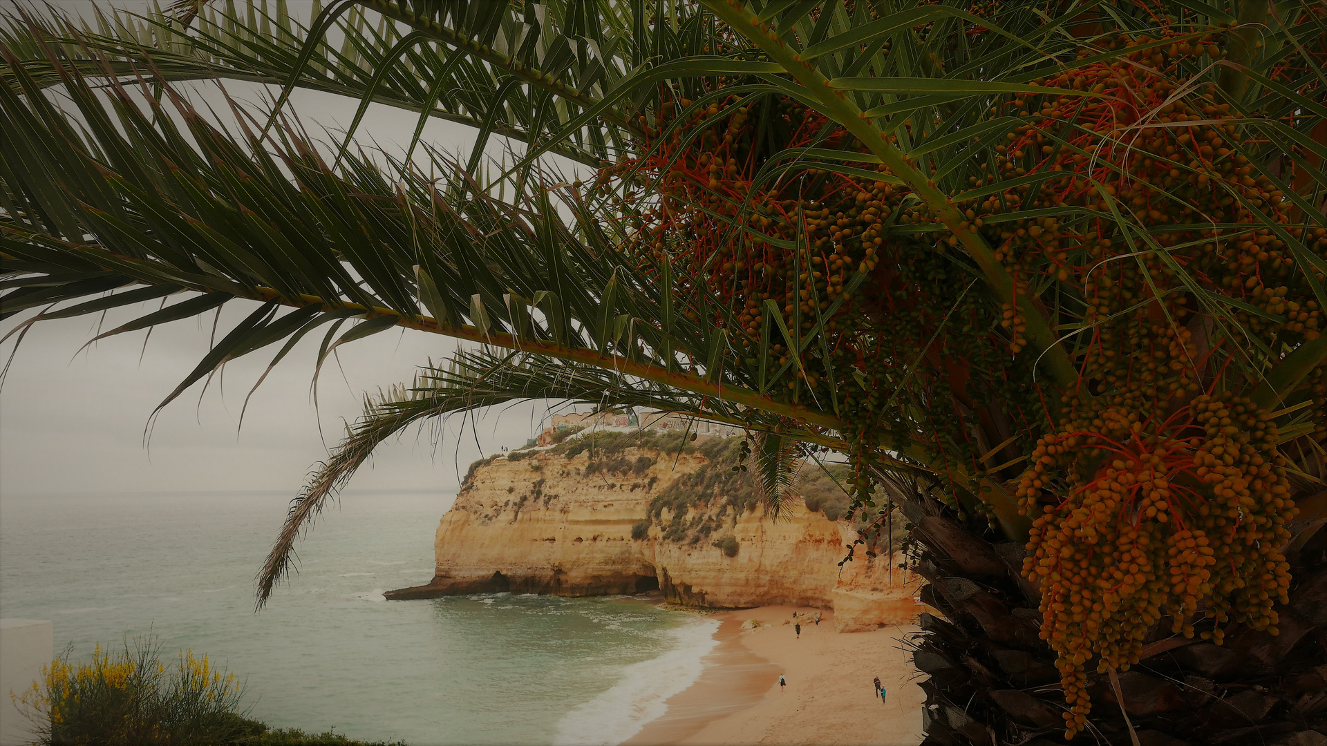 Palmendach über dem Strand von Caroveiro