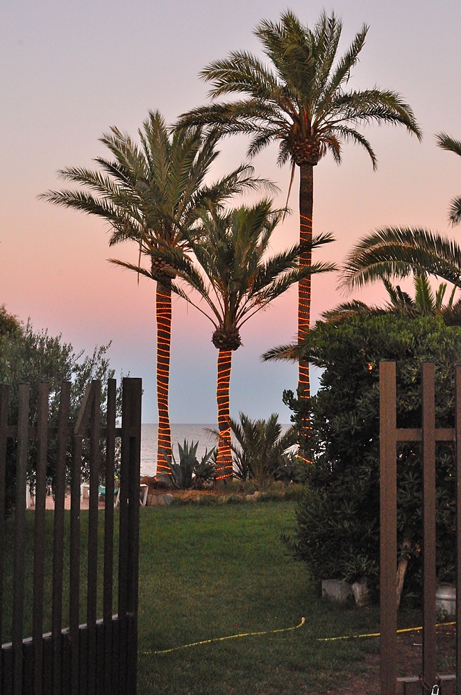 Palmendeko in Cala Millor