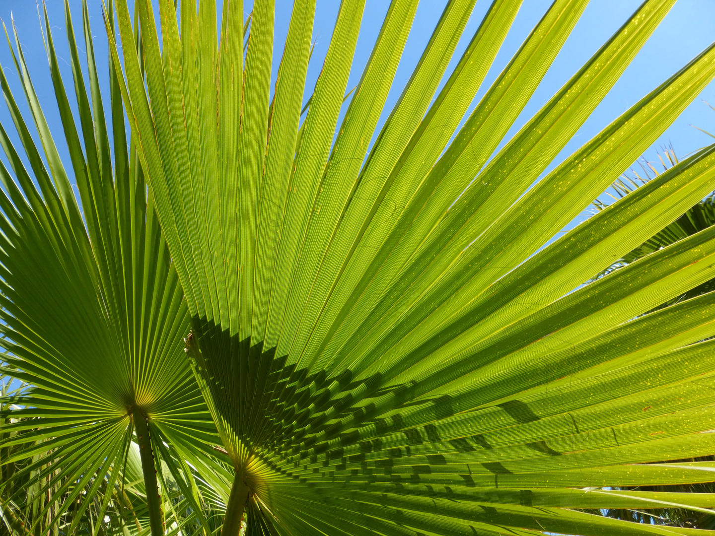 Palmenfächer - Fächerpalme