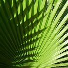 Palmenfächer--Grün in Formvollendung
