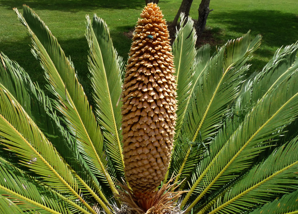 PALMENFRUCHT MIT KÄFER