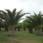 palmengarten