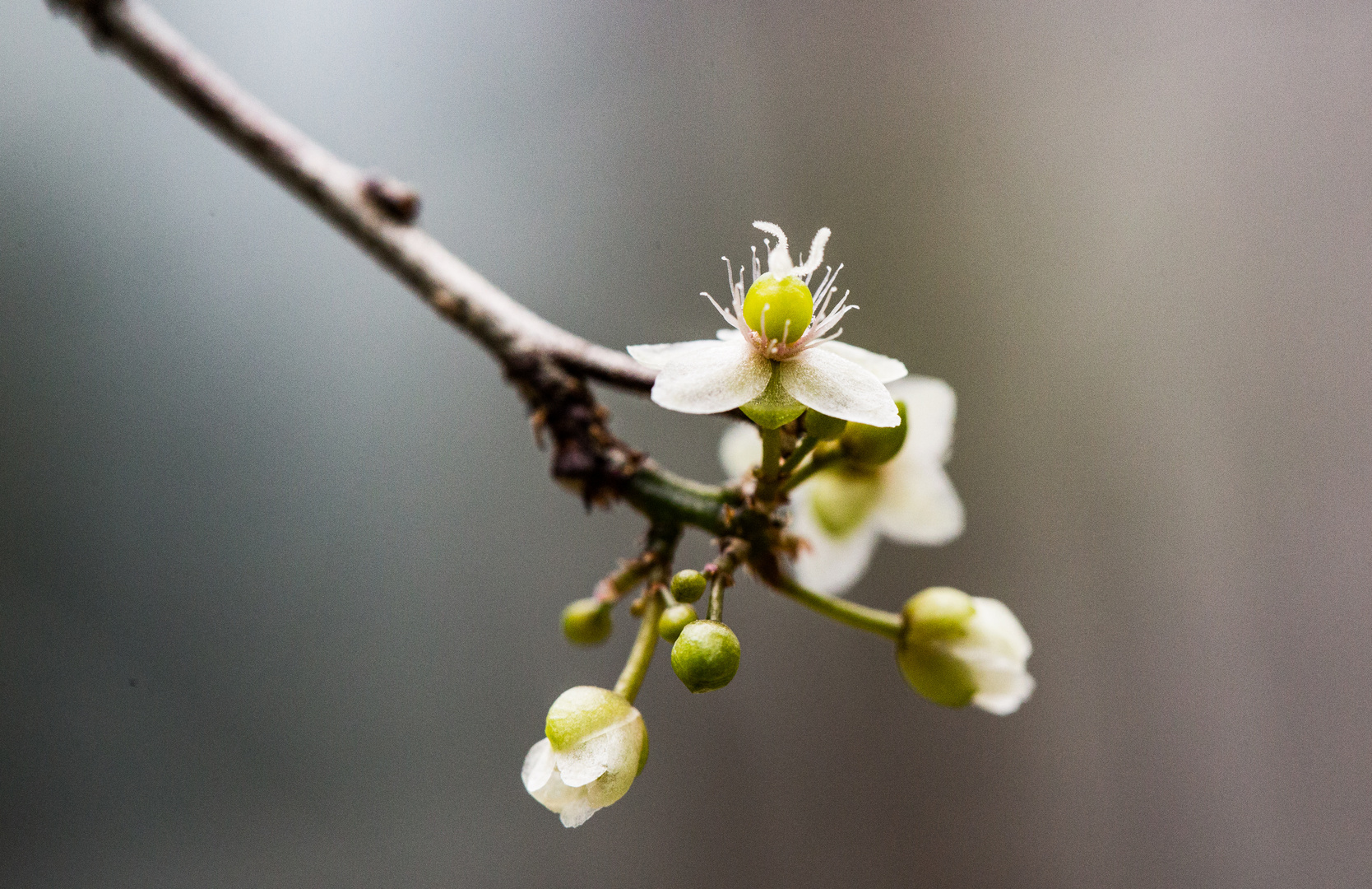 Palmengarten Blüte