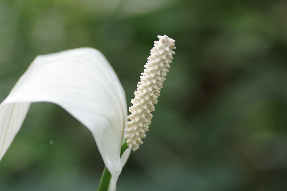 Palmengarten FFM 02