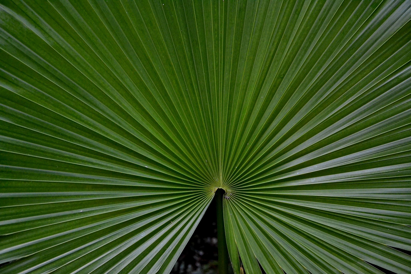 Palmengarten: Florida-Dreizackpalme