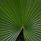 Palmengarten: Florida-Dreizackpalme
