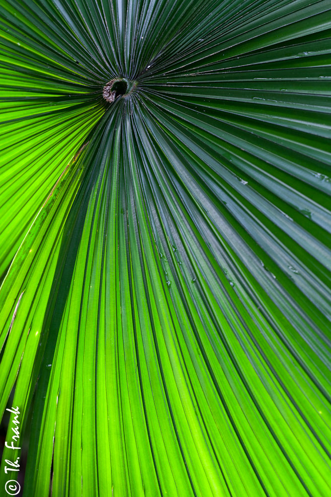 Palmengarten Frankfurt / Februar 2012