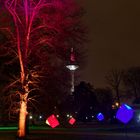 Palmengarten Frankfurt - Winterlicht 17