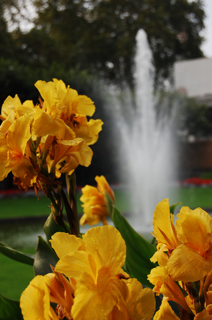 Palmengarten im Sommer